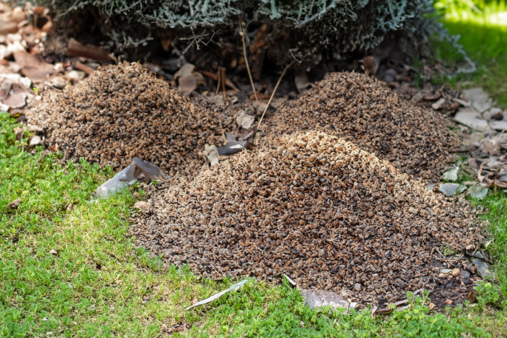 ant piles in yard